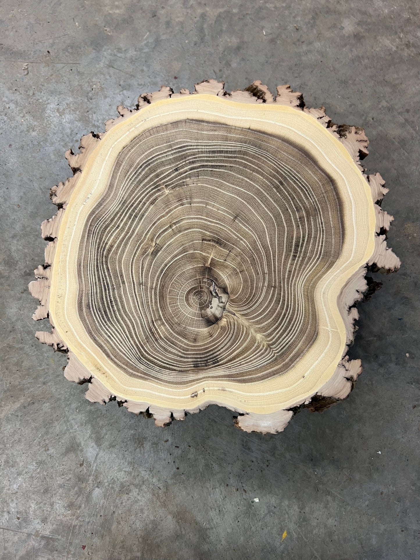 Black Locust # 66 Tree Print (Special Edition)