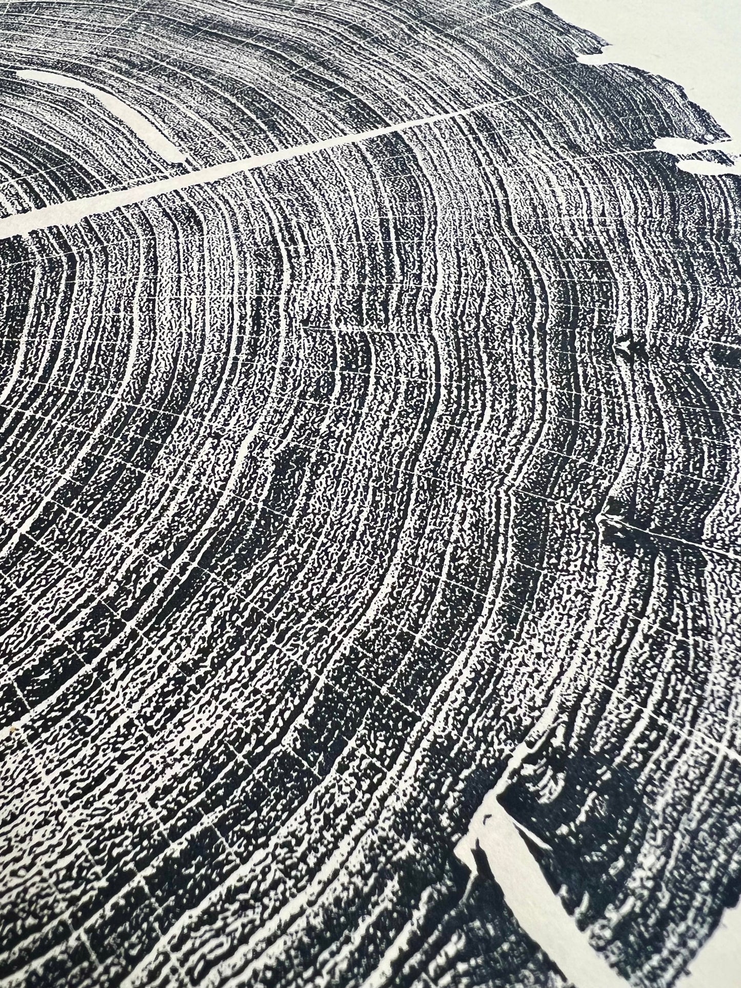 Honey Mesquite Tree Print