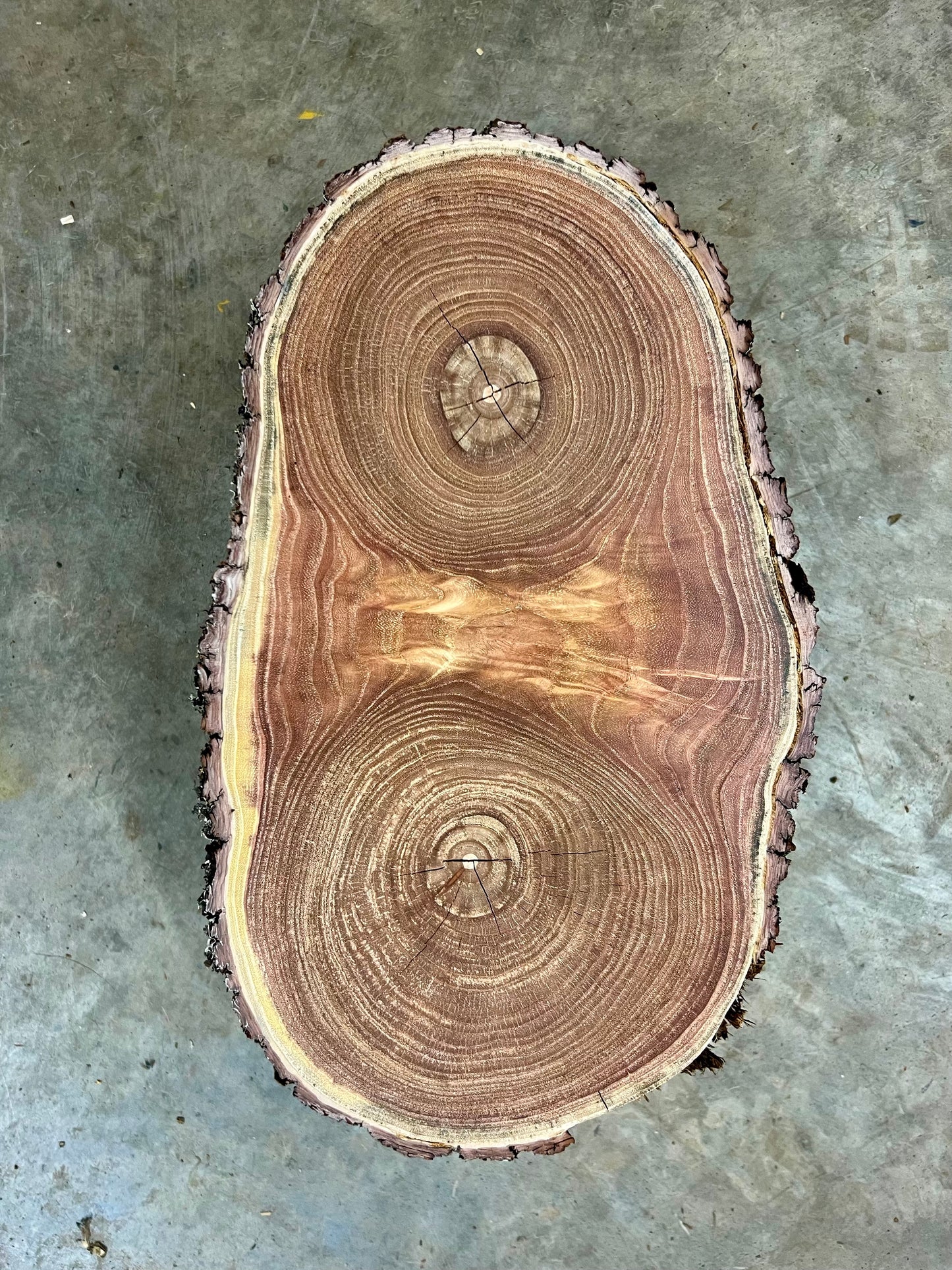 Chinaberry #2 Tree Print