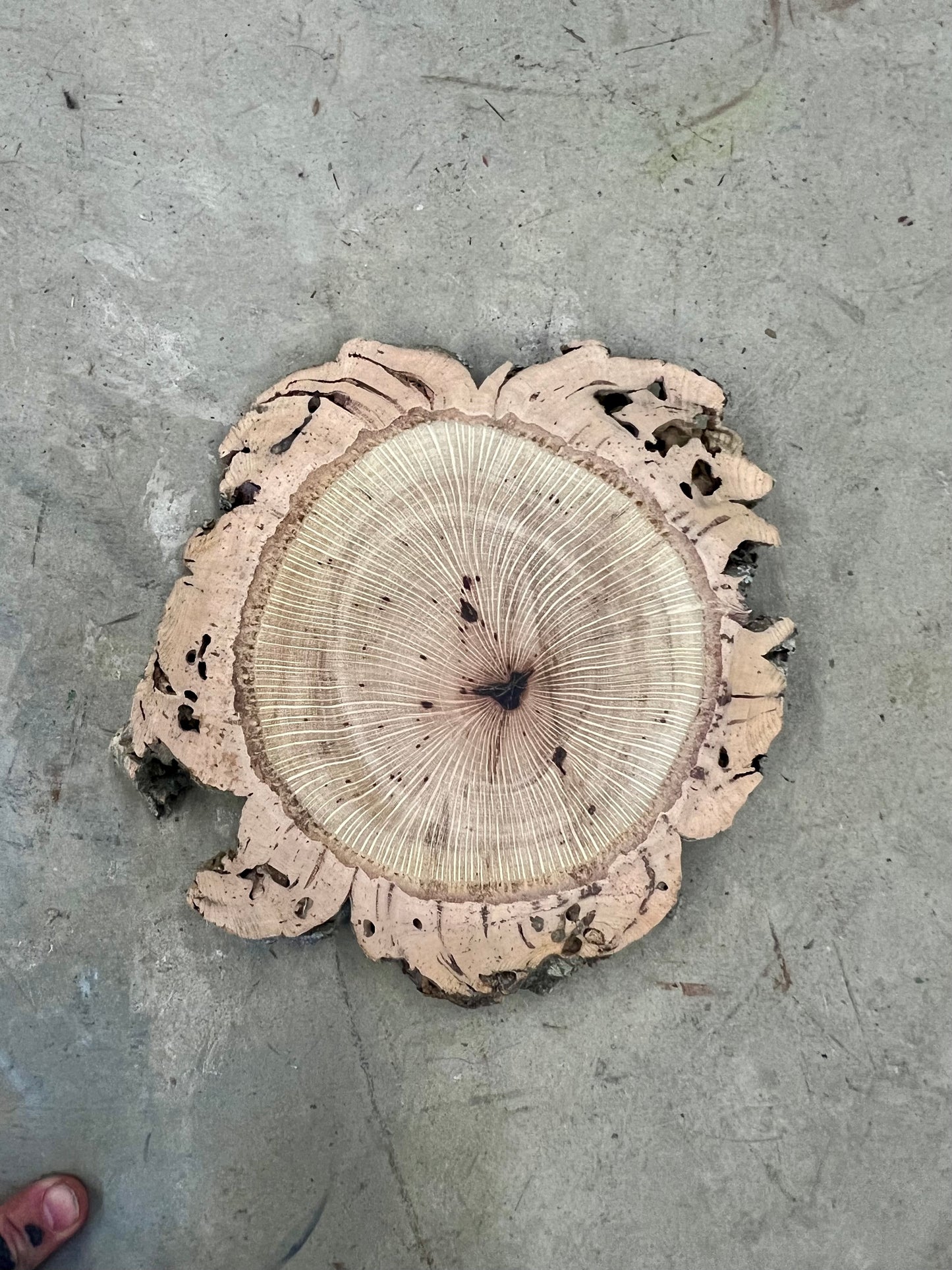 Cork Oak Tree Print