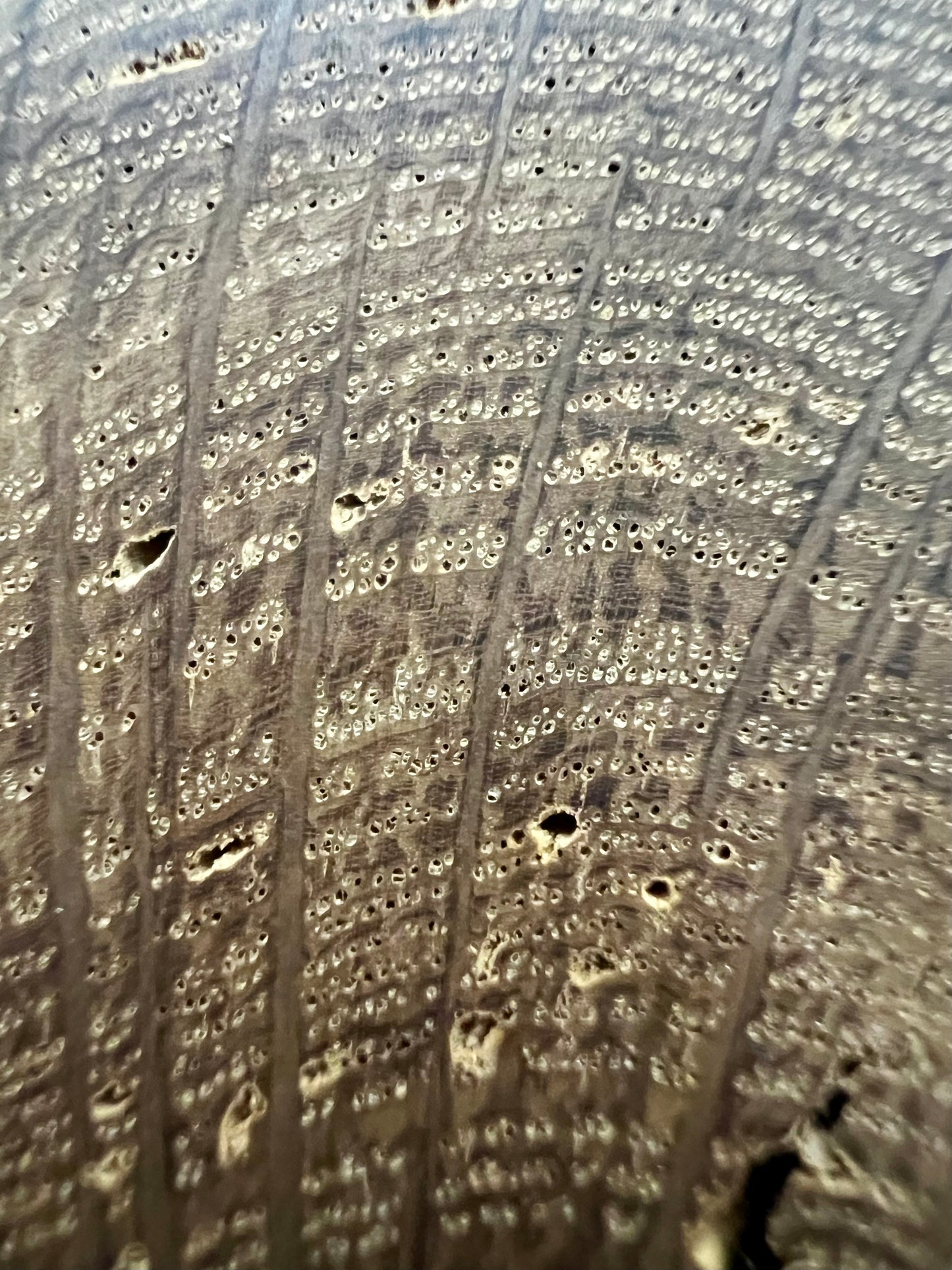 Texas Blue Oak Tree Print (Lacey Oak)