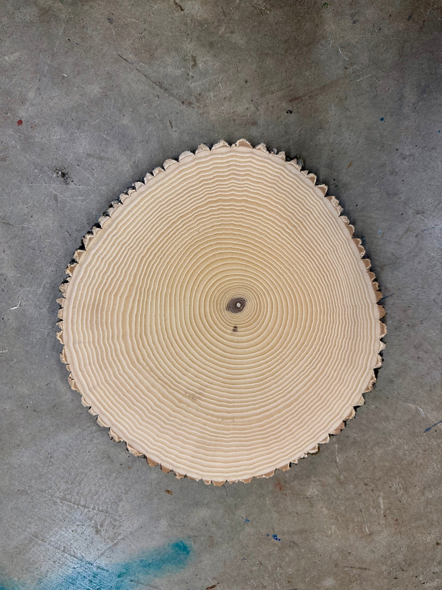 “Green Ash from Maine” tree print