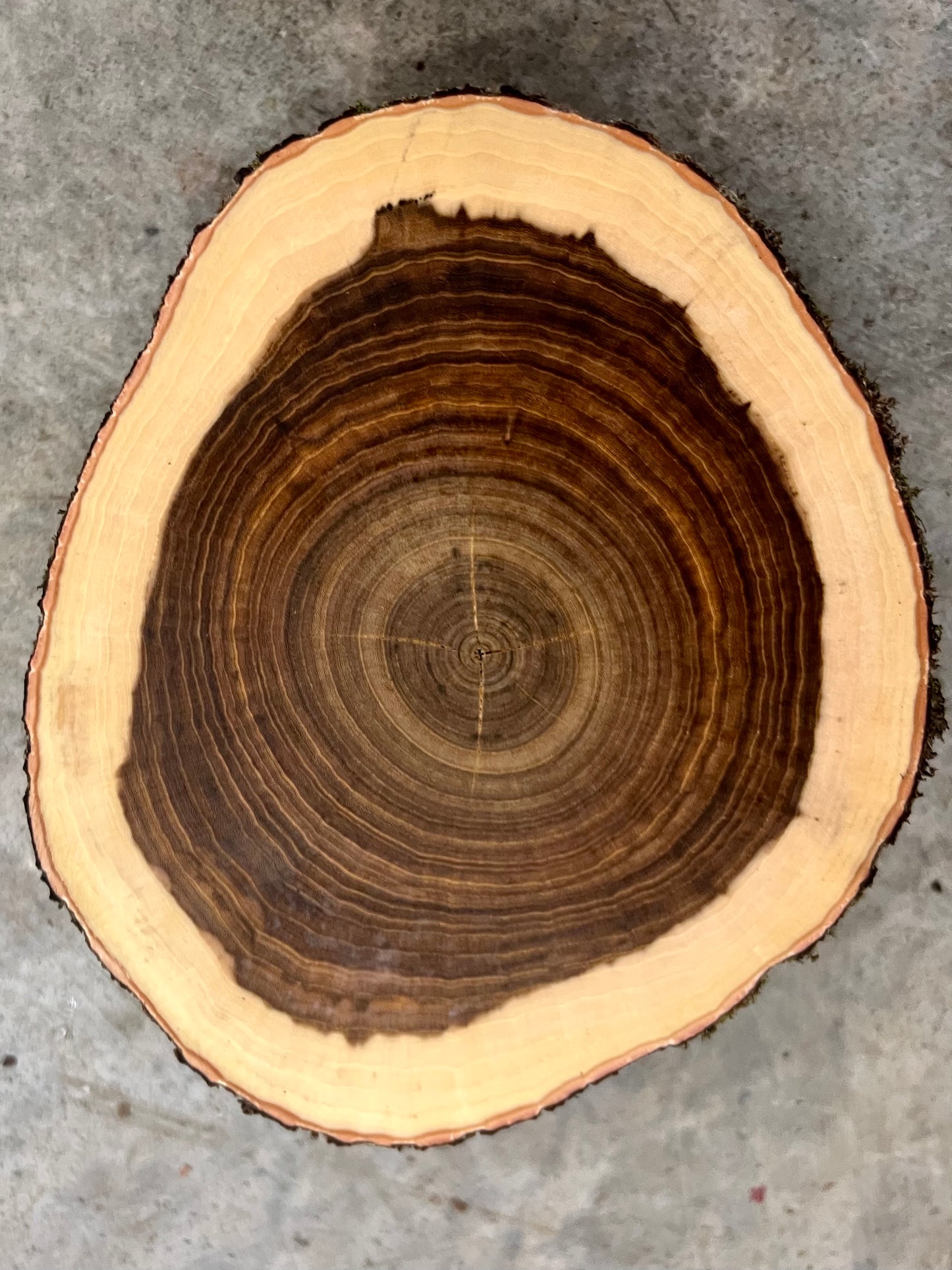 Red Bud #1 Tree Print