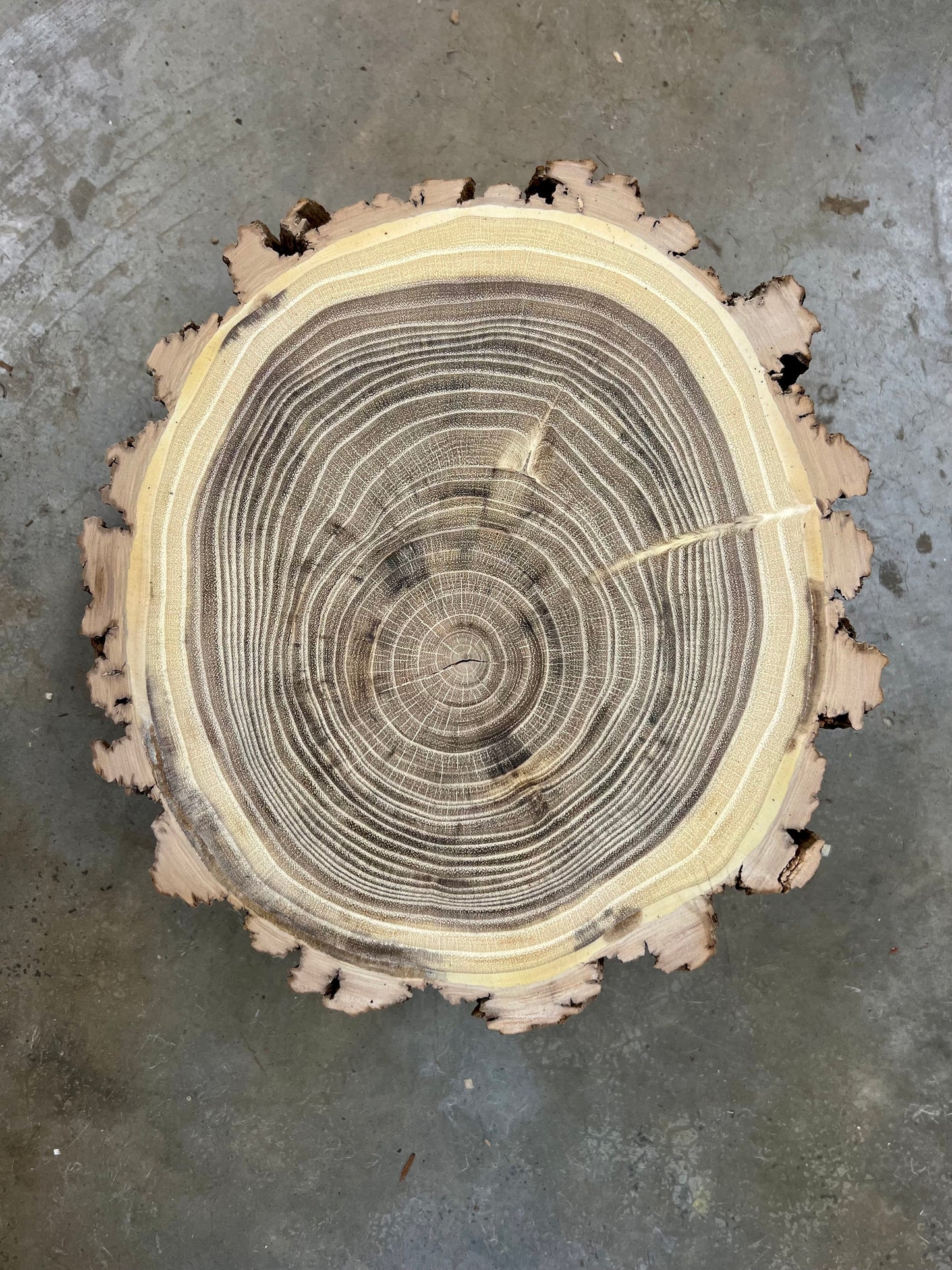 Black Locust No. 22 (Helene)
