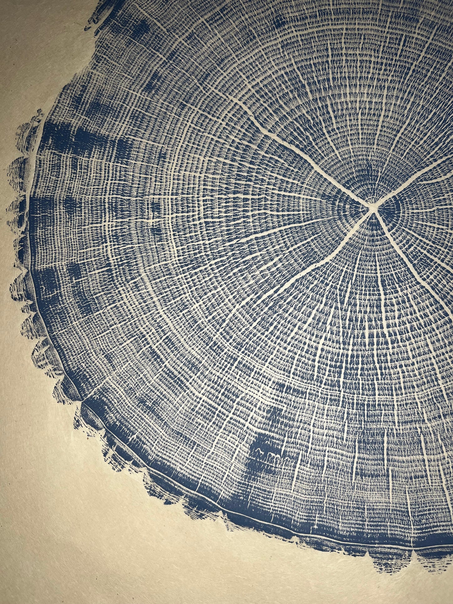Storm Blue Tulip Tree