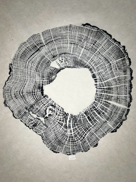 Heart Rot White Oak Tree Print