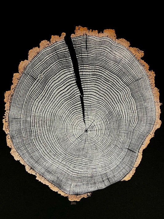 “Ore” Chestnut Oak Tree Print