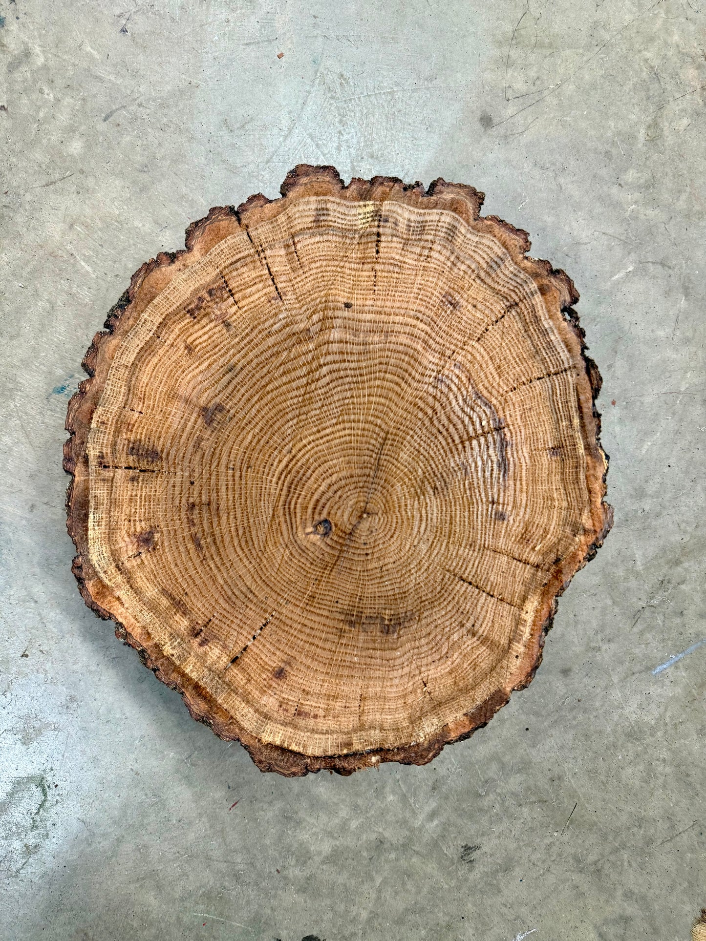 Cherry Bark Oak #6