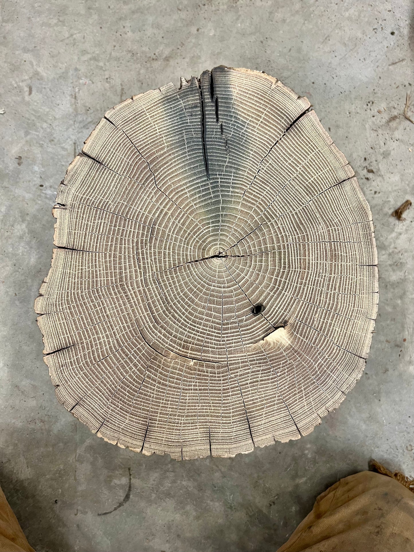 “Fissures” Black Locust Tree Print