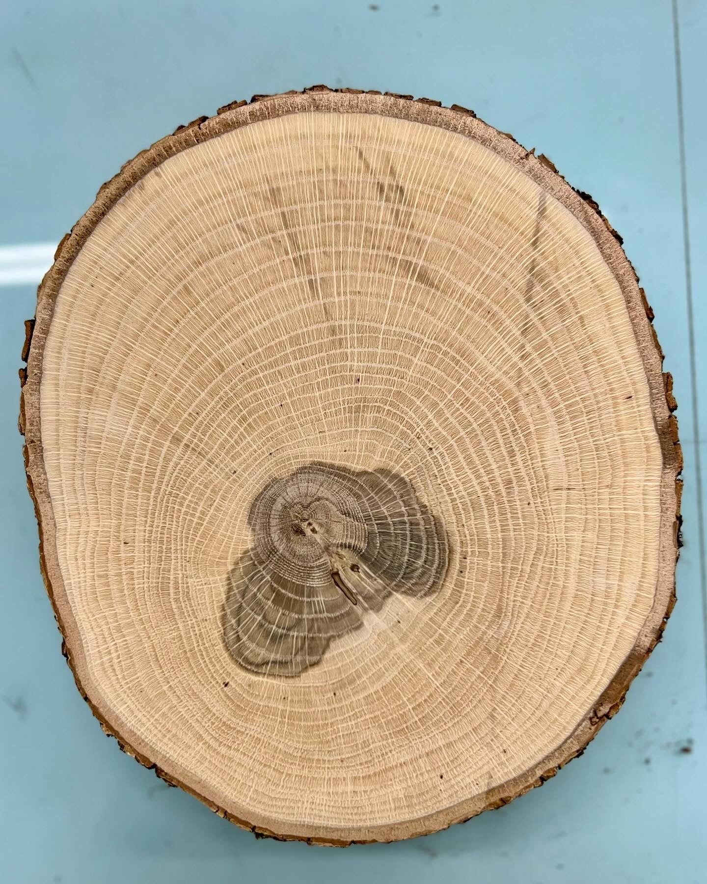 Appalachian Oak in Storm Blue