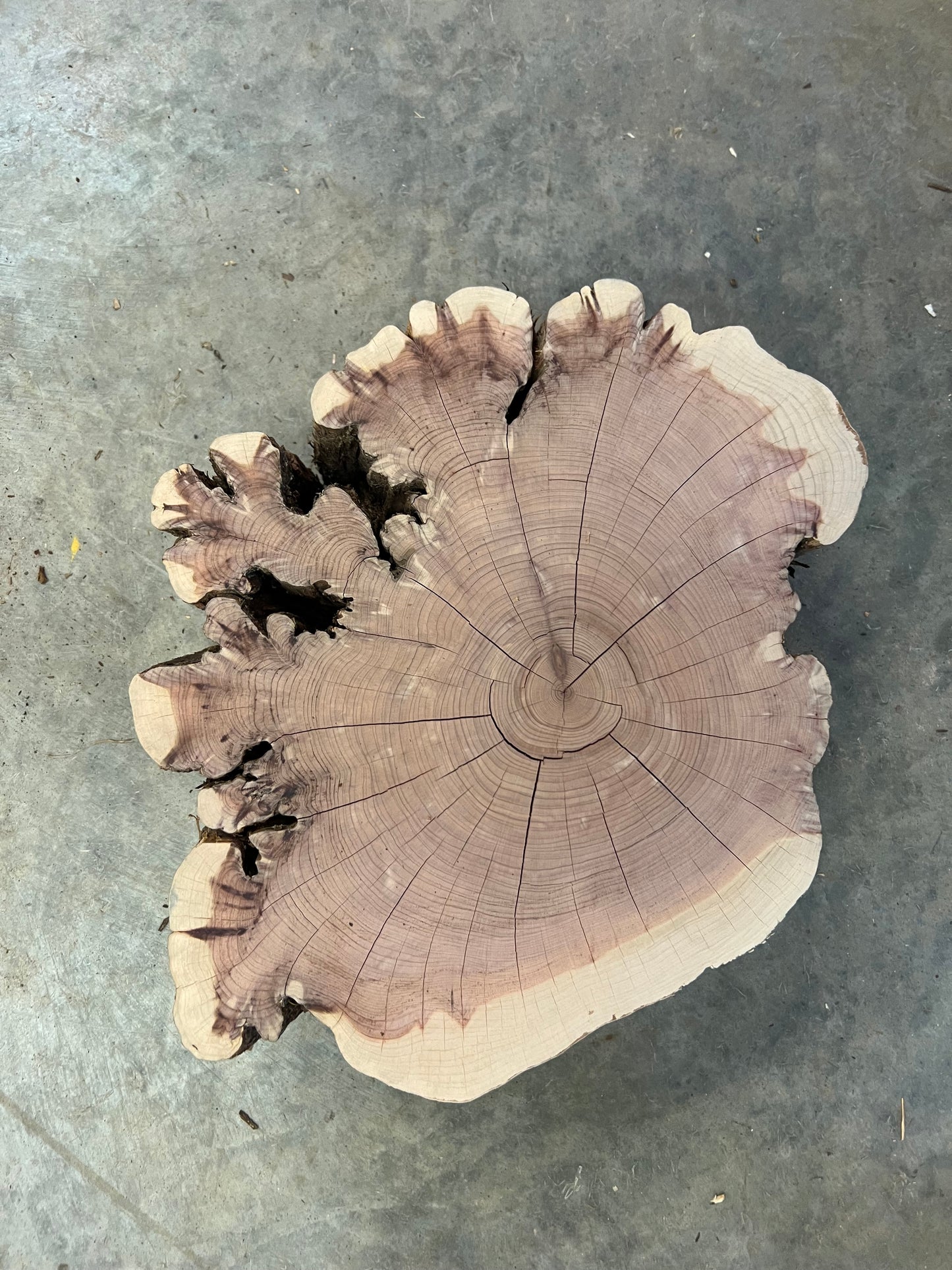 “Dendrite” Eastern Red Cedar Tree Print