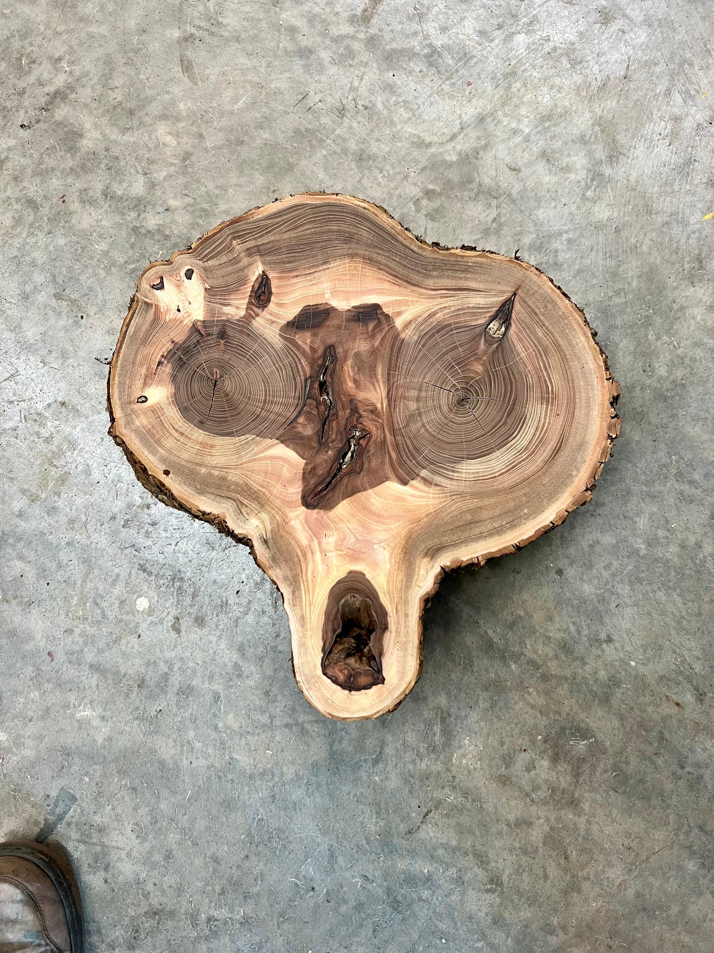 “Screaming Elm” Tree Print