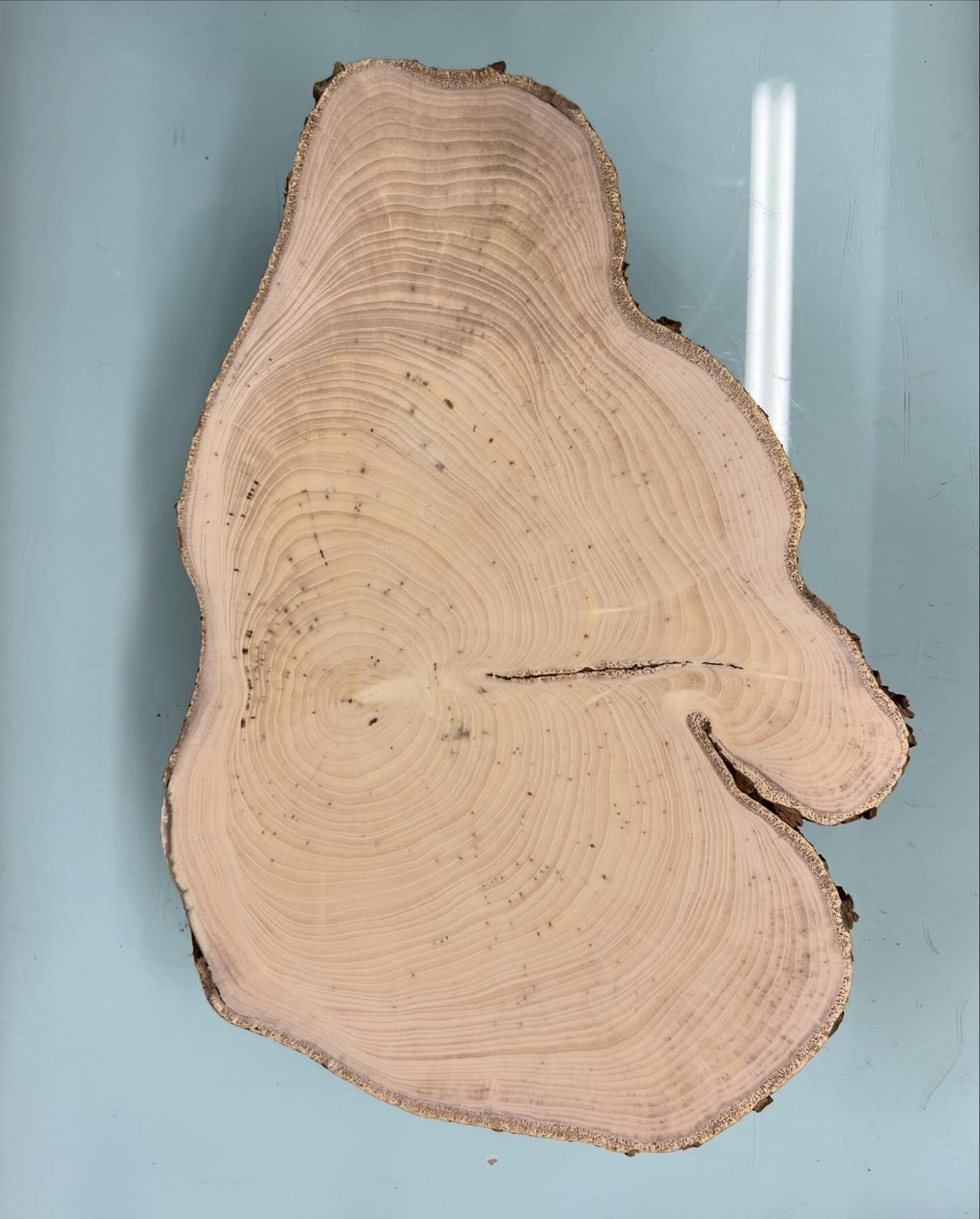 Day 15 Hackberry