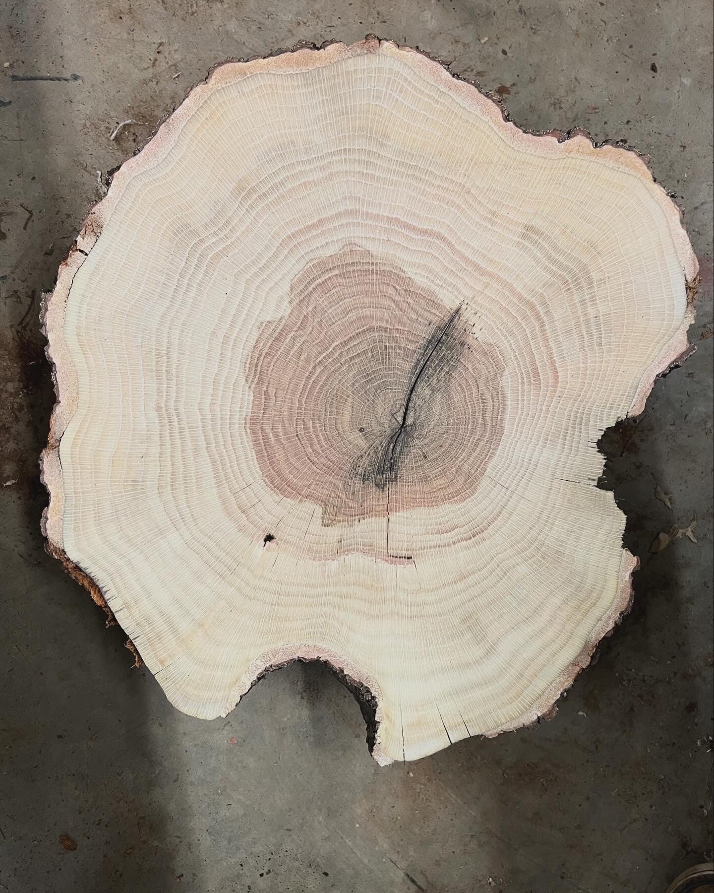 Tree Hug