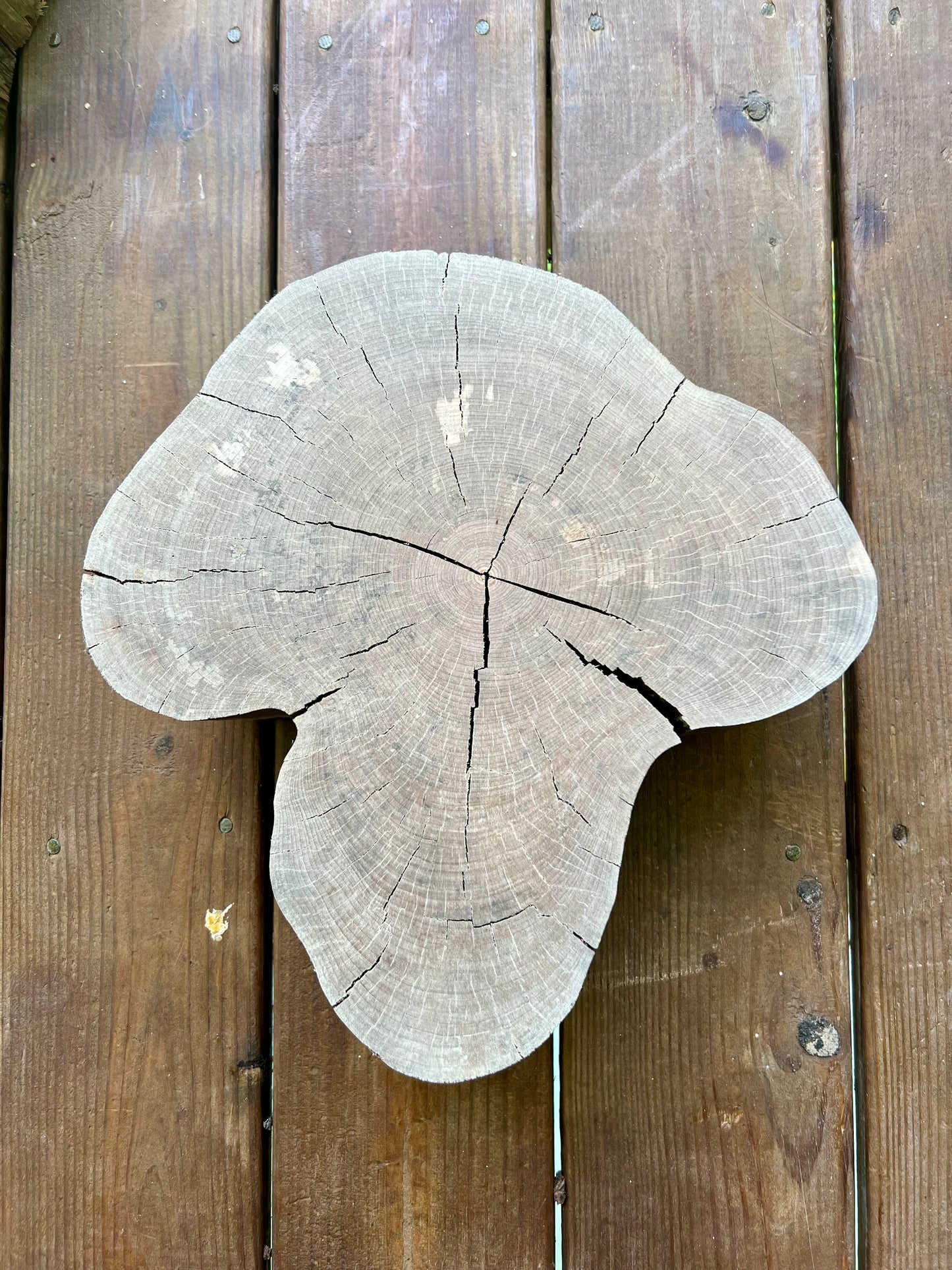 Fungi Maple Tree Print