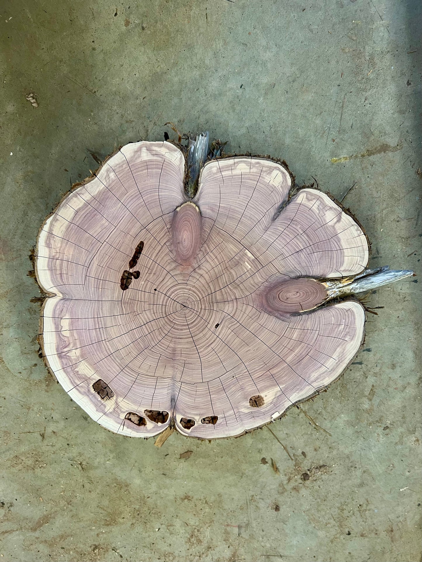 Day 12 Eastern Red Cedar Print