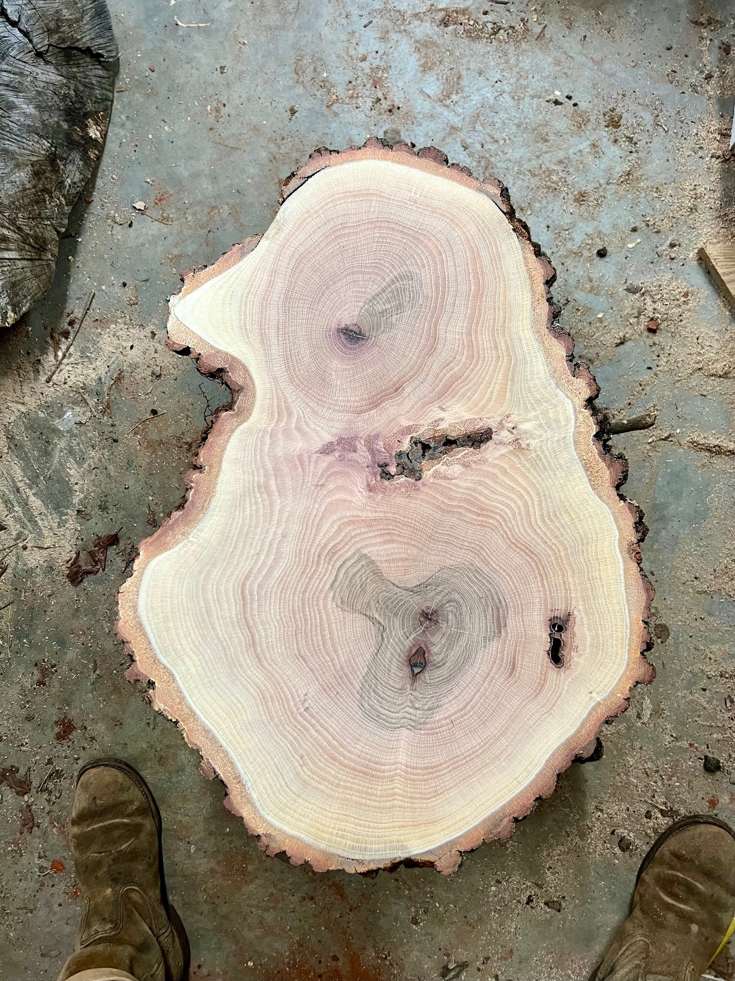 Big Oak Tree Print